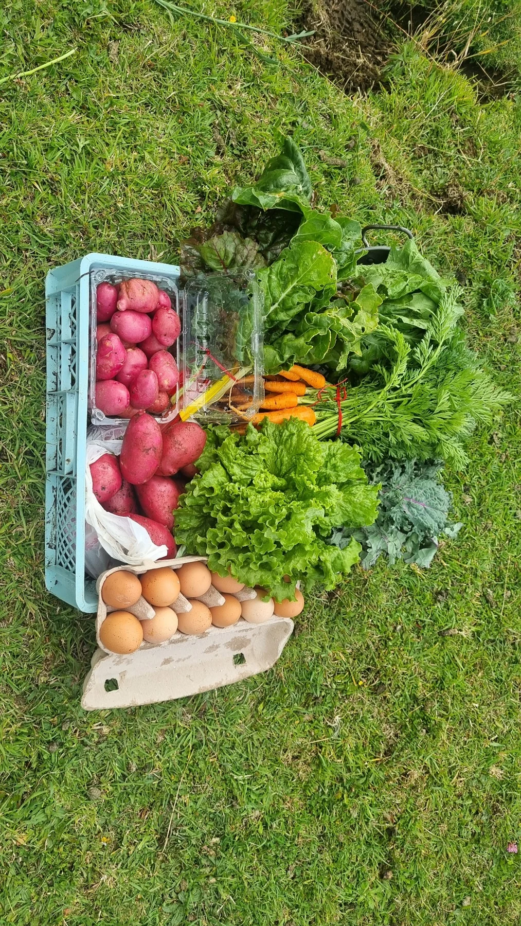 Real harvest from the vegetable garden at Fundo El Carancho